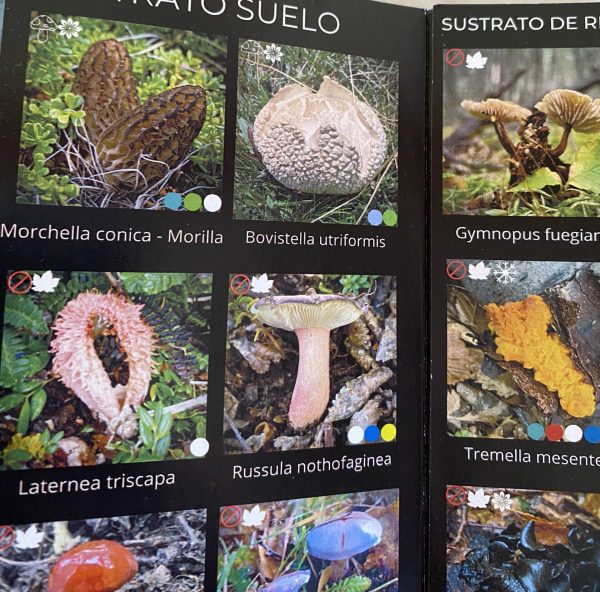 Guía de bolsillo - Hongos de Torres del Paine - Imagen 3