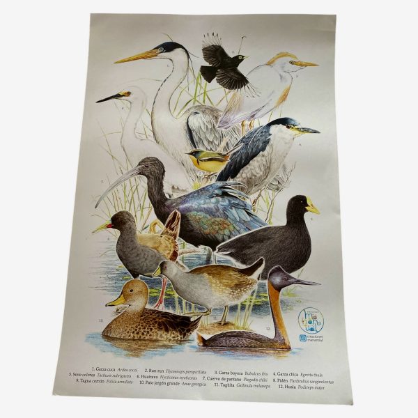 Poster aves de humedales