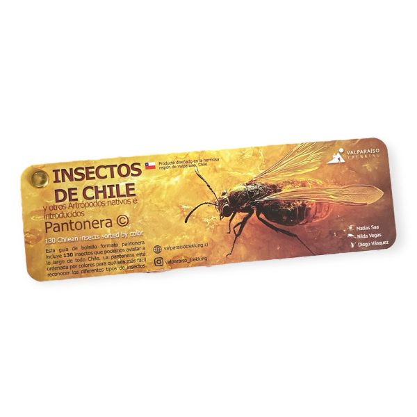 Pantonera - Insectos de Chile