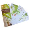 Guía de campo - Helechos del bosque húmedo templado patagónico - Imagen 2