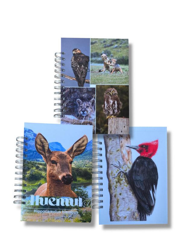 cuaderno ilustrado fauna